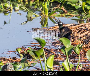 Eine Bronze Jacana in einem See Stockfoto