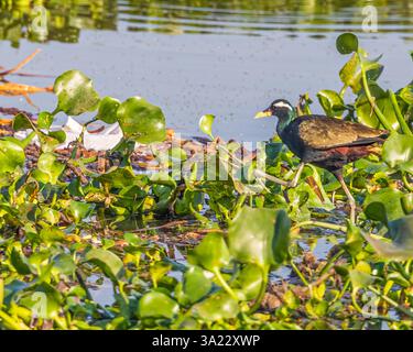 Ein Bronze Jacana, der nach Essen sucht Stockfoto