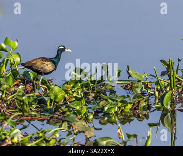 Ein Bronze-geflügelter Jacana in der Nähe eines Sees Stockfoto
