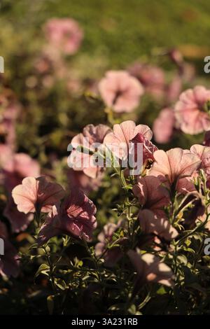 Mehrere blühende rosa Blumen mit Blütenblättern in der Abendsonne Nahaufnahme Stockfoto