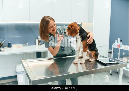 Tierärztin ist mit Hund in der Klinik. Stockfoto