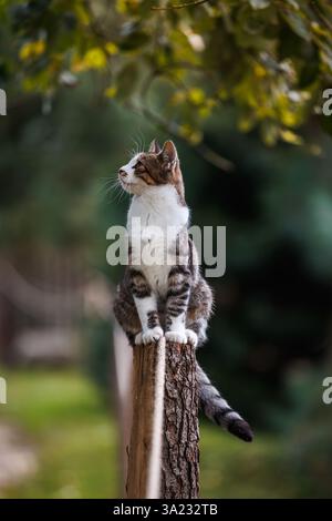 Tabby Katze im Freien. Das süße neugierige Kätzchen sitzt auf der Stange Stockfoto