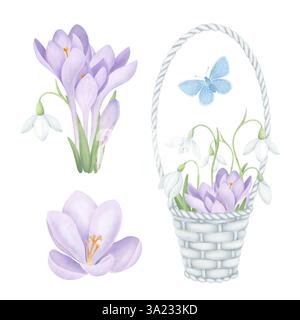 Botanisches Set mit violetten Krokussen, Schneeglöckchen, Korb und blauem Schmetterling. Handgezeichnete Sammlung von Frühlingsblumen im Aquarellstil. Stockfoto