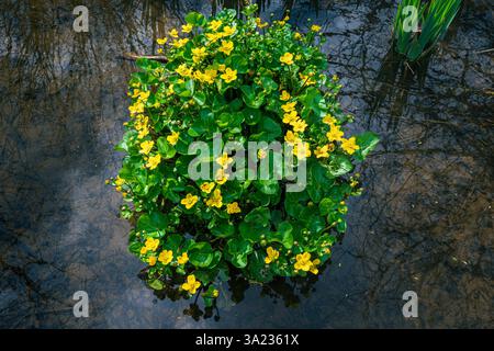 In einem flachen Teich blüht ein Busch aus lebhaftem Caltha palustris oder Sumpfblumen mit seinen leuchtend gelben Blüten Stockfoto