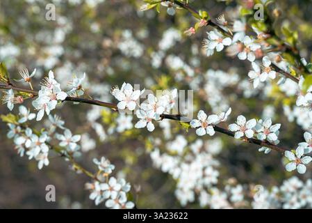 Eine Nahaufnahme zeigt eine Gruppe weißer Blüten mit gelben Staubblättern und rosafarbenen Mittelpunkten Stockfoto