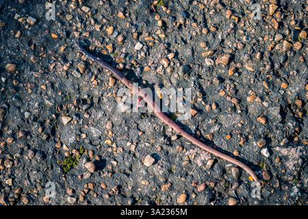 Bei einem Nahaufnahme wird ein Regenwurm über einen Betonfußweg mit komplizierten Details der rauen Oberfläche und eingebetteten Kieselsteinen erfasst Stockfoto