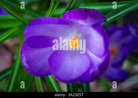 Eine Nahaufnahme eines violetten Krokus hebt seine leuchtend gelben Stamen hervor und zeigt die zarte Schönheit der komplizierten Details der Natur 2 Stockfoto