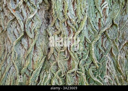 Eine Nahaufnahme der verdrehten, wurmartigen Muster auf der moosigen Rinde eines großen Baumstamms erzeugt eine faszinierende und abstrakte natürliche Textur Stockfoto