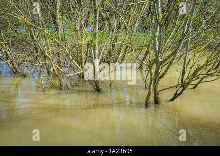Eine Gruppe von Bäumen mit moosbedeckten Ästen steht im überschwemmten Schlammwasser und verkörpert die ruhige und doch kraftvolle Essenz der Erneuerung des Frühlings Stockfoto