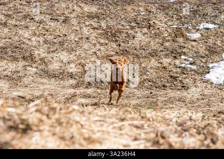 Vizsla Dog läuft auf trockenem Gras und schmelzenden Schneebesen Stockfoto