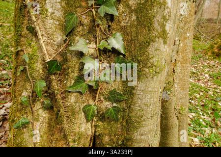 Gemeiner Ivy, verdreht auf einem großen Baumstamm. Stockfoto