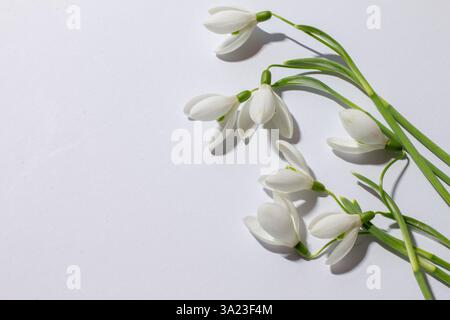 Frühlingsdekoration. Blüht weiße Schneeglöckchen auf weißem Hintergrund mit Platz für Text. Stockfoto
