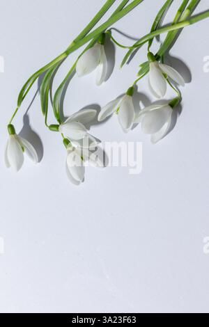 Frühlingsdekoration. Blüht weiße Schneeglöckchen auf weißem Hintergrund mit Platz für Text. Stockfoto