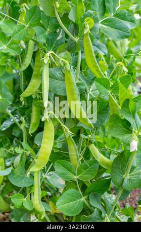 Erbsenpflanze im Garten. Schoten junger grüner Erbsen. Stockfoto