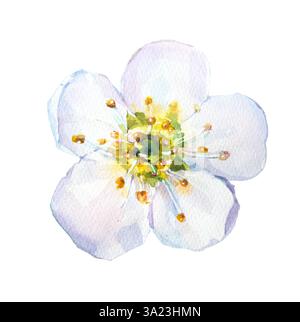 Schöne Apfelblüte Blume Illustration. Osterblume. Stockfoto