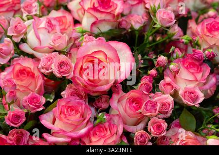Frische rosa Rosen in Nahaufnahme. Blumen Stockfoto