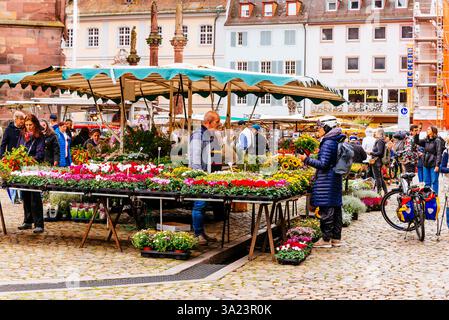 Blumenverkauf auf dem Markt am Münsterplatz. Freiburg im Breisgau, Freiburg, Baden-Württemberg, Deutschland, Europa Stockfoto