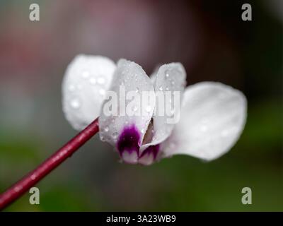 Nahaufnahme einer einzelnen Blume des östlichen Cyclamen (Cyclamen Coum in einem Garten im Spätwinter Stockfoto