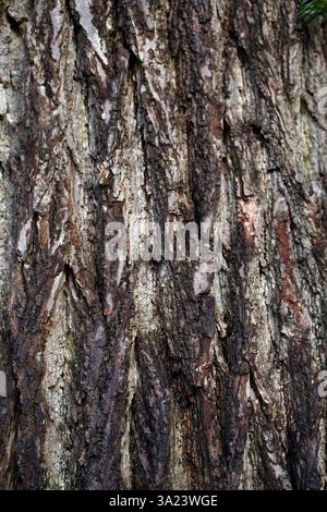 Nahaufnahme der Rinde der großblättrigen Linde (Tilia platyphyllos) Stockfoto