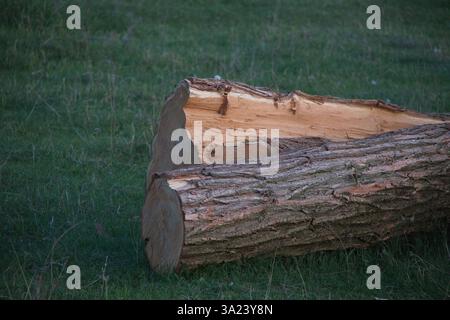 Zwei frisch geschnittene Baumstämme ruhen auf einem grünen Gras unter natürlichem Tageslicht. Das Holz wird freigelegt und zeigt die helle Innenfläche gegen A Stockfoto
