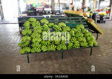 Eine große Ausstellung frischer grüner Bananen auf Tischen auf einem offenen Markt, die in tropischer Umgebung verkauft werden können. Stockfoto