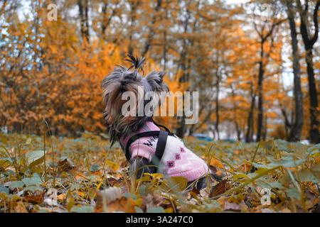 Yorkie in rosa Pullover, der den Herbstpark genießt Stockfoto