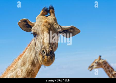 Giraffe, Windhoek, Khomas, Namibia, Afrika Stockfoto