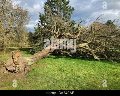24. Januar, Sturm Eowyn: Sturmschaden am Royal Botanic Garden, mit entwurzelten Bäumen, einige mit gerissenem Stamm an der Basis, Edinburgh, Schottland Großbritannien Stockfoto