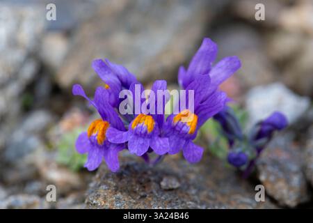 Alpenschimmelpilz, Linaria alpina, blühende Pflanze, Nationalpark hohe Tauern, Kärnten, Österreich Stockfoto