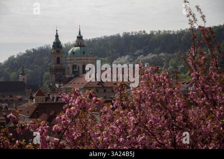 Ein wunderschöner Blick auf den Frühling von der Prager Burg, eingerahmt von Kirsch- und Apfelblüten in voller Blüte. Stockfoto