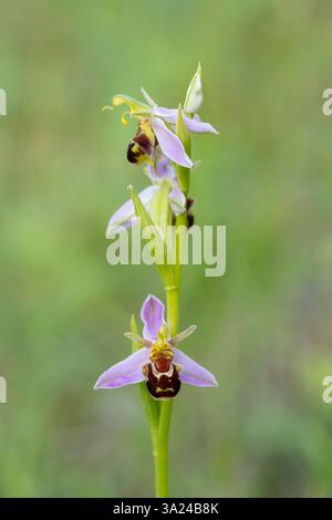 Bienenorchidee, Ophrys apifera, blühend, Thüringen, Deutschland Stockfoto