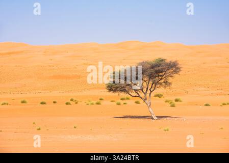Isolierter Akazienbaum im Sharqiya Sands, früher bekannt als Wahiba Sands, Wüstenregion im Sultanat Oman, Arabische Halbinsel, Mittlerer Osten Stockfoto