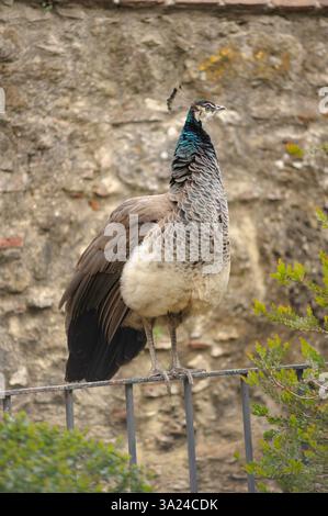 Pfauenvogel auf Metallzaun Stockfoto