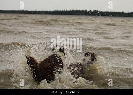 Zwei Hunde spielen im Wasser, Border Collie Stockfoto