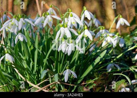 Galanthus nivalis, Schneeglöckchen, häufige Schneeglöckchen im Sonnenlicht am Straßenrand in St Johns Priory, Lechlade, Gloucestershire, England, Großbritannien Stockfoto