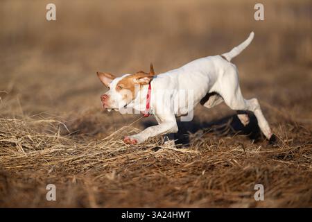 Ein englisches Pointer-Hündchen-Out-Training Stockfoto