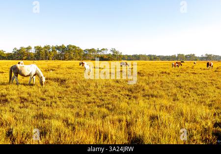 Chincoteague Ponies (Assateague Horses) weiden im Sumpfgras auf dem Woodland Trail im Chincoteague National Wildlife Refuge auf Assateague IS Stockfoto