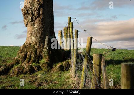 Bäume im zeitigen Frühjahr. Stockfoto