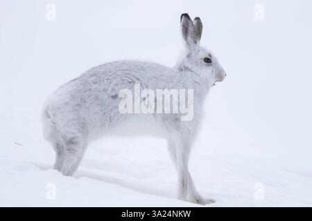 Berghase, Lepus timidus, Streckhase, Cairngorms National Park, Schottland, Europa Stockfoto