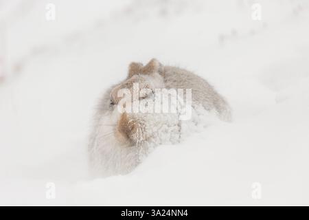 Berghase, Lepus timidus, erwachsener Hase in Schneewehen, Cairngorms National Park, Schottland, Europa Stockfoto
