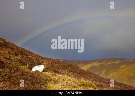 Berghase, Lepus timidus, Hase und Regenbogen, Cairngorms National Park, Schottland, Europa Stockfoto