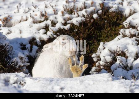 Berghase, Lepus timidus, Grooming, Cairngorms National Park, Schottland, Europa Stockfoto