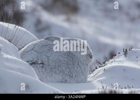 Berghase, Lepus timidus, erwachsener Hase in Schneewehen, Cairngorms National Park, Schottland, Europa Stockfoto