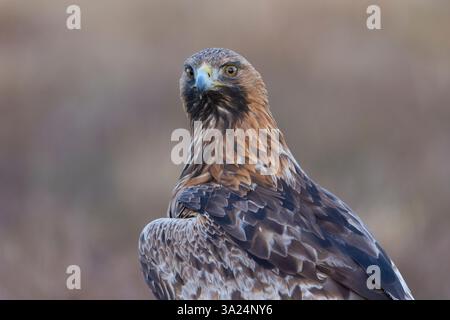 Goldener Adler, Aquila chrysaetos, Porträt eines erwachsenen Goldadlers, Smaland, Schweden Stockfoto