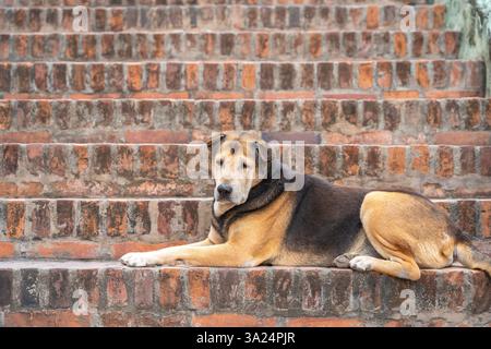 Ein Straßenhund irgendwo in Asien Stockfoto
