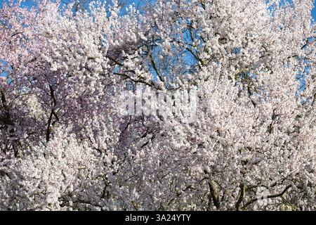 Frühlingsblüte von Obstbäumen an einem sonnigen Tag Stockfoto