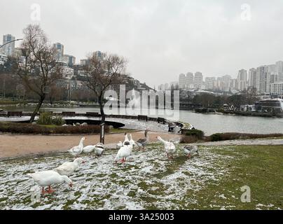 Rote Nase Enten auf dem Gras an einem verschneiten Tag im künstlichen See. Stockfoto