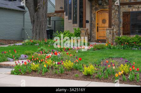 Tulpen und andere Frühlingsblumen füllen den Vorhof eines Hauses in Denver, Colorado, im Frühling. Stockfoto