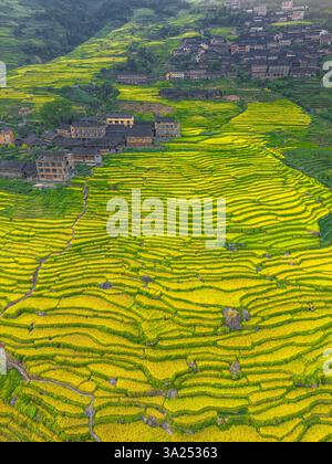 Vertikale Luftaufnahme der Longji-Reisterrassen in China, aufgenommen von der Drohne Stockfoto