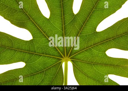 Sonnendurchflutete Fatsia Japonica Leaf Vein Detail, Nahaufnahme Stockfoto